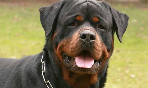 Una mujer está hospitalizada tras ser atacada por un rottweiler en Asunción – Prensa 5