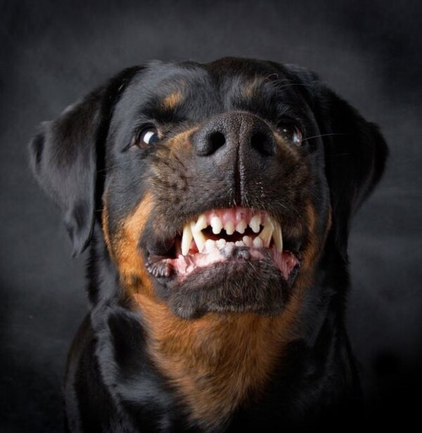 PERRO ATACÓ SALVAJEMENTE A UNA MUJER EN PLENA CALLE DE ASUNCIÓN