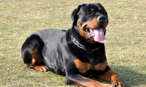 Doña quedó chalai tras ser atacada por un Rottweiler y tuvo que ser hospitalizada