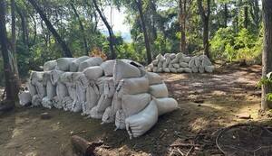 Incautaciones de marihuana causaron perjuicio de US$ 100 millones al crimen organizado - .::Agencia IP::.