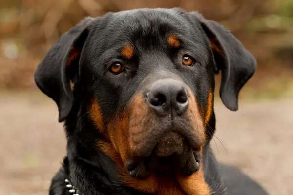 Asunción: mujer fue atacada por un perro rottweiler y continúa hospitalizada - Nacionales - ABC Color