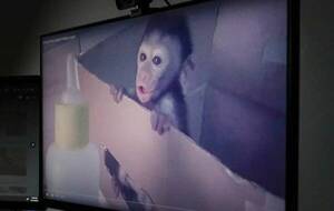 Impactante: desbaratan una red mundial que se dedicaba a torturar monos bebé en vivo