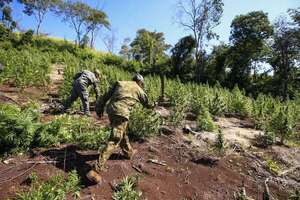 Senad: “escasea” marihuana en Brasil por operativos antidrogas en Paraguay - Policiales - ABC Color