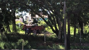 Según Oscar Tuma, vivimos en un país bananero en el que los árboles no dan oxígeno