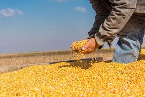 Estiman que producción de maíz alcance 3,8 millones de toneladas en 2024 - MarketData