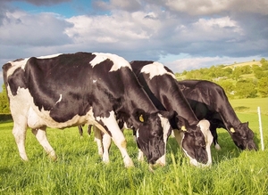 IA ya ayuda al bienestar de las vacas lecheras