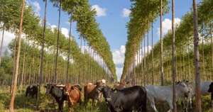 Diario HOY | US$ 4.000 millones para hacer papel, y plantas para convertir al país en líder forestal