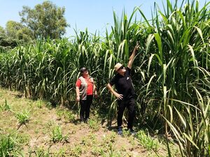 Pasto Capiaçú resiste inundaciones en Ñeembucú y brinda esperanza a productores ganaderos - .::Agencia IP::.