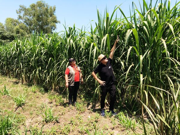 Pasto Capiaçú resiste inundaciones en Ñeembucú y brinda esperanza a productores ganaderos - .::Agencia IP::.