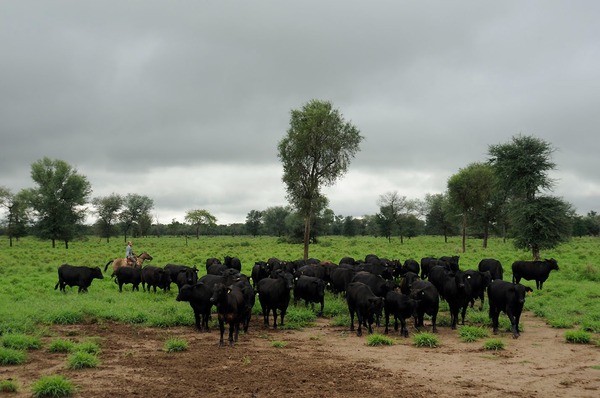 En Paraguay se desarrolla el mayor encuentro de la raza Brangus
