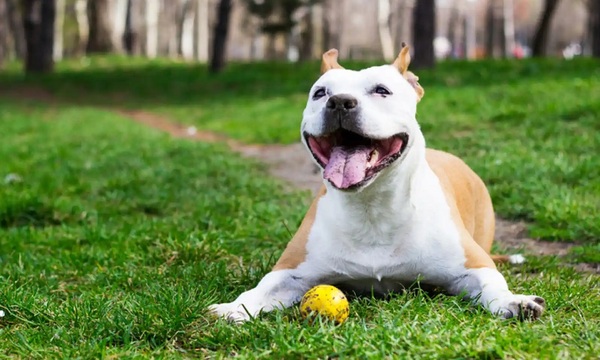 Alergia en los perros | Telefuturo