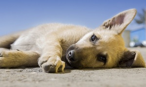 Adopción responsable desde “Vive la vida” | Telefuturo