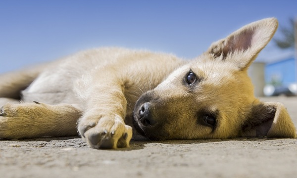 Adopción responsable desde “Vive la vida” | Telefuturo