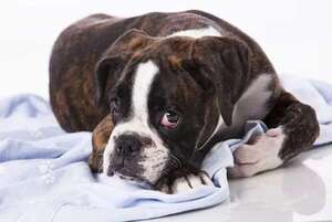 Mascotas: El cáncer es un trastorno de alta prevalencia en los perros - Mascotas - ABC Color