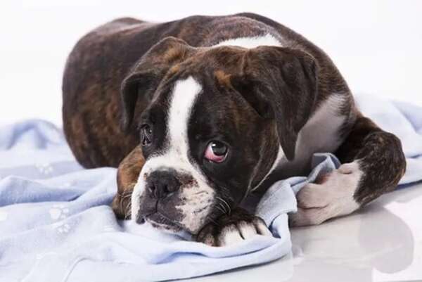 Mascotas: El cáncer es un trastorno de alta prevalencia en los perros - Mascotas - ABC Color
