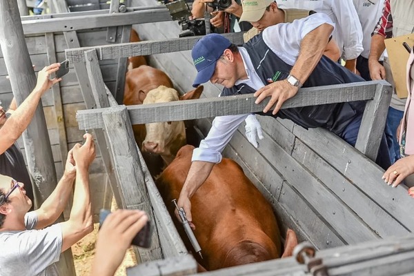 Inició el segundo periodo de vacunación contra la fiebre aftosa en Itapúa