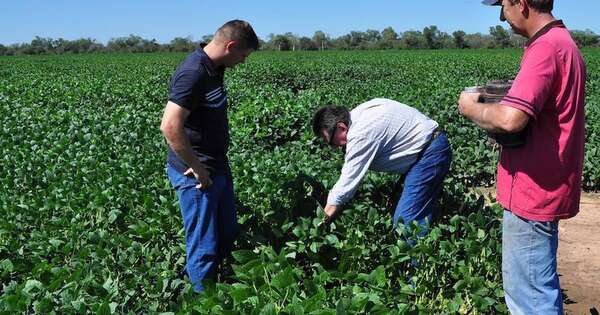 La Nación / Las fuertes lluvias repercutirían en calidad y rendimiento de cultivos