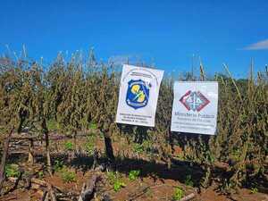 Desmantelan plantación de marihuana en Reserva San Rafael
