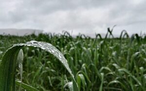 Las fuertes lluvias repercutirían en calidad y rendimiento de cultivos