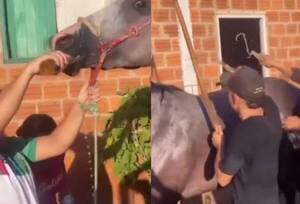 [VIDEO] ¡Indignante! Bañan y dan de tomar cerveza a un caballo