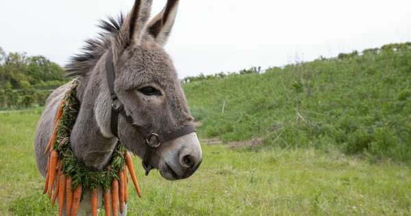 Diario HOY | En día internacional del burro, refutan la mala reputación de los ‘primos’ del caballo