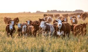 Colombia muestra interés en importar genética bovina paraguaya - MarketData