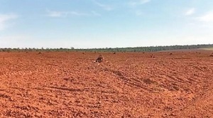 Impunidad Ambiental: El caso de Ulises Rodríguez Teixeira