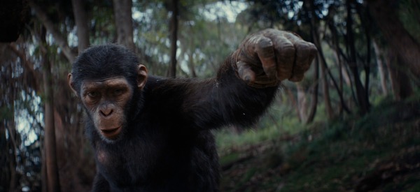 "El Planeta De Los Simios: Nuevo Reino" : estreno promete sorprender, desde mañana en todos los cines - Unicanal