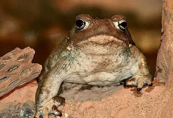 Veneno modificado de un sapo como opción terapéutica contra la depresión