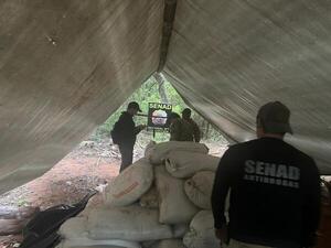 Erradican más de 2 toneladas de marihuana en el Distrito de Azotey, Concepción.