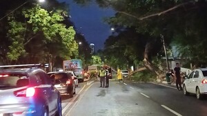 Frondoso árbol cae y bloquea un carril en avenida Mariscal López