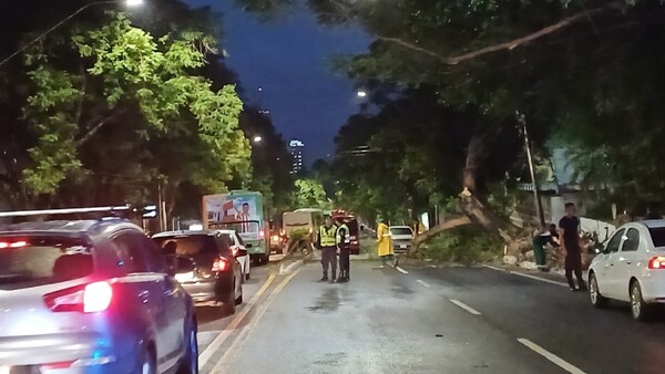 Frondoso árbol cae y bloquea un carril en avenida Mariscal López