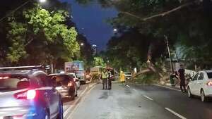Árbol caído bloquea tránsito en avenida Mariscal López y reportan cortes de energía - Nacionales - ABC Color