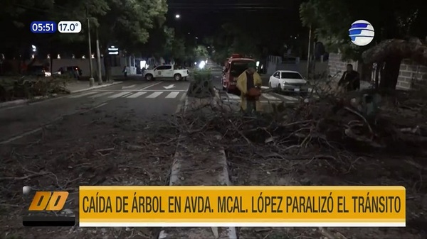 Frondoso árbol caído bloqueó la avenida Mariscal López - Noticias Paraguay