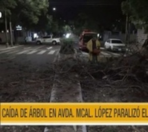 Frondoso árbol caído bloqueó la avenida Mariscal López - Paraguay.com