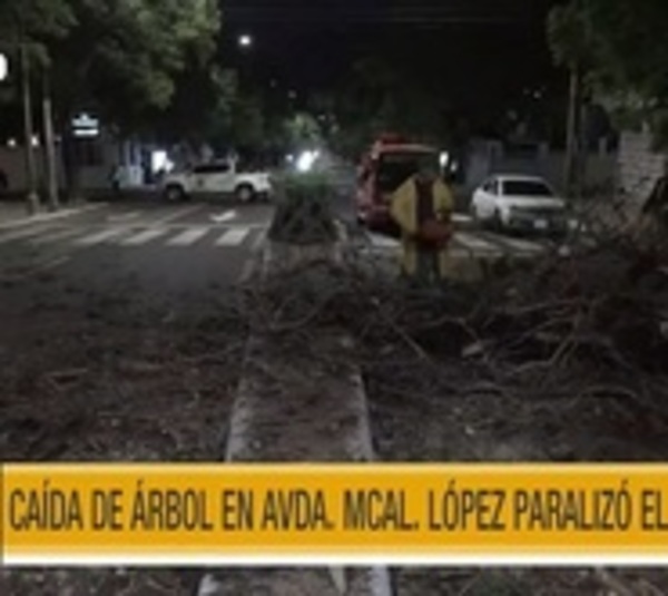 Frondoso árbol caído bloqueó la avenida Mariscal López - Paraguay.com