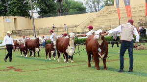 Colombia interesado en importar genética bovina paraguaya - La Tribuna
