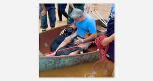 Diario HOY | VIDEO| Hombre rompe en llanto tras el rescate de sus perros en inundaciones de Brasil