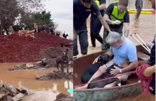 [VIDEO] ¡Para llorar! Mirá cómo rescatan a animalitos de las inundaciones
