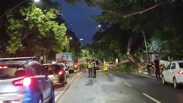 Enorme árbol cayó sobre la avenida Mariscal López por culpa de los kupi'i
