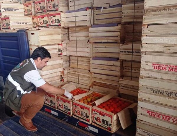 Senave intensifica control para prevenir ingreso de virus rugoso del tomate - El Independiente