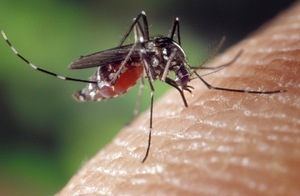 Posible segunda muerte por chikungunya