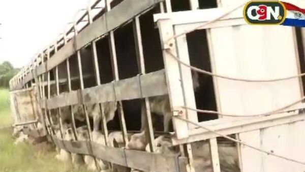 Un camión con animales volcó en la ruta de Concepción/Pozo Colorado - C9N