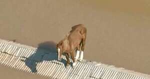 Diario HOY | VIDEO| El conmovedor rescate de una yegua tras días varada en un tejado en Brasil