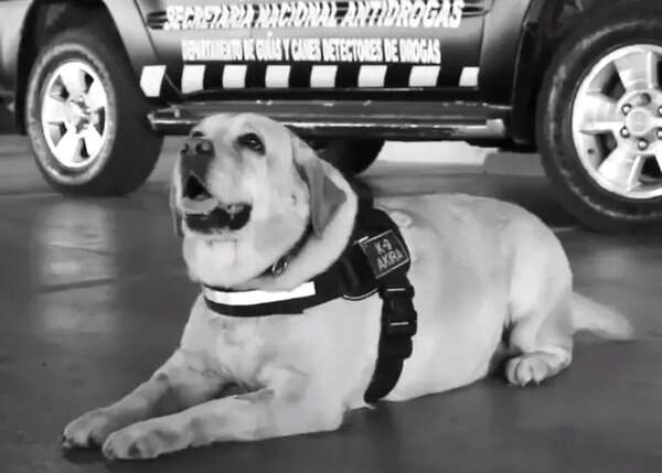 Video: murió “Akira”, agente canina de la Senad - Nacionales - ABC Color