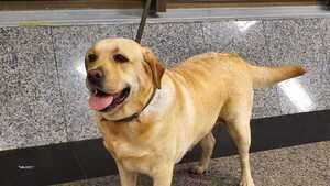 Video: Falleció Akira, la agente canina antidrogas de la Senad