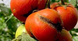 Diario HOY | Intensifican controles para prevenir ingreso del virus rugoso del tomate