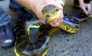 Conocé las serpientes venenosas que habitan en Paraguay