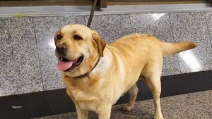 Falleció Akira, la agente canina antidrogas de la Senad
