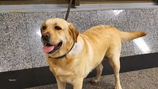 Falleció Akira, la agente canina antidrogas de la Senad